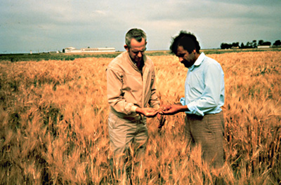 Two men in a wheat field