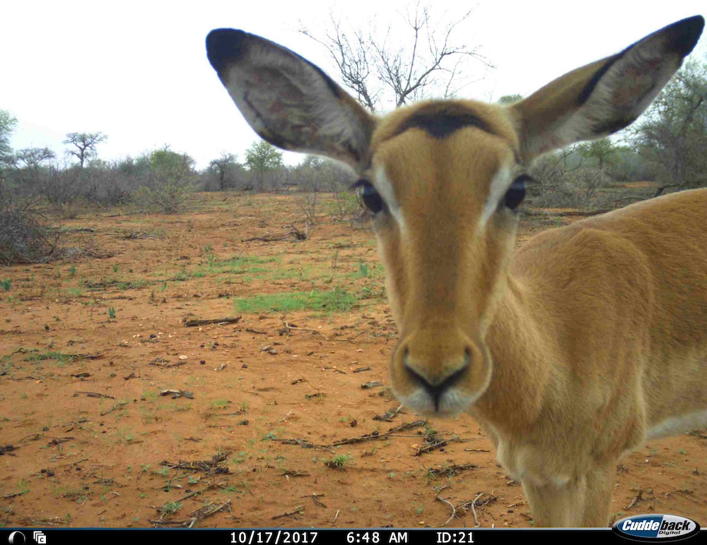 Deer looks into a camera