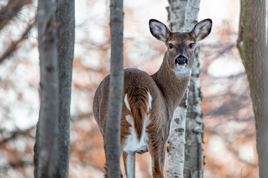 a white tailed deer surrounded by trees
