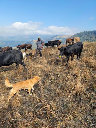 Nick standing among cows with a dog in the foreground