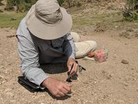 Kieran McNulty surveying for fossils