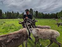 Matt Rosendahl feeding three reindeer in Sápmi