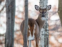 a white tailed deer surrounded by trees